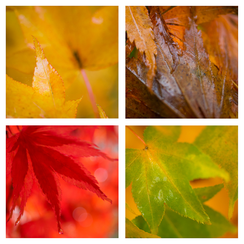 Autumncolours 2