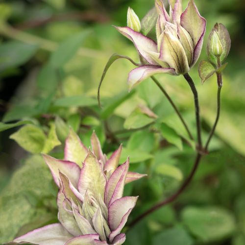 DSC0251 Clematis Final