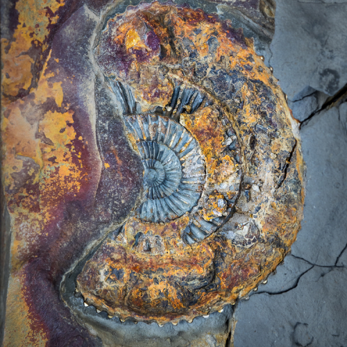  3140985 Mo Jc Kettlesnessammonite.tif 