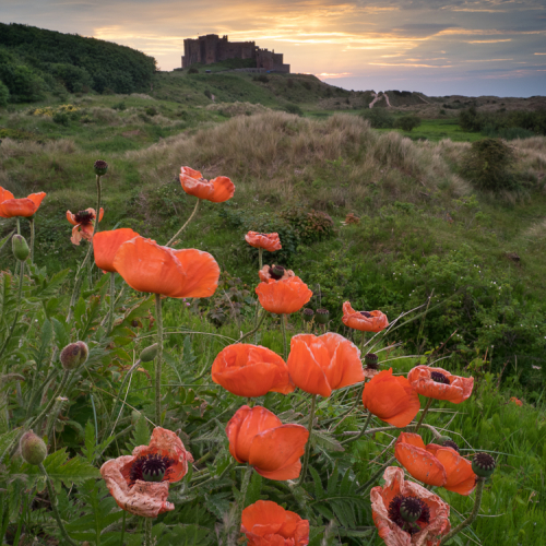  6140710 Poppiesandbamburgh Jc Mo.dng 6140710 2