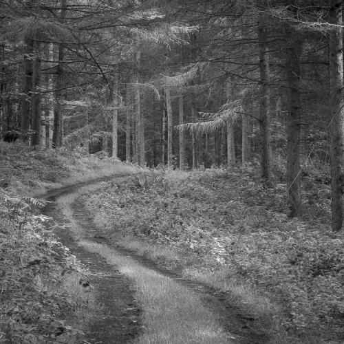  9061189 Kildalewoods Jc.dng 9061189