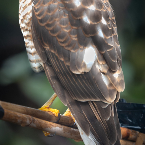  DSC8598 Sparrowhawk