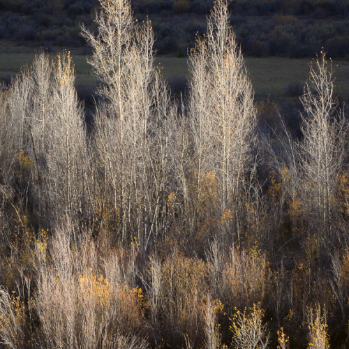  A080411 Silverjackriveraspens.dng 080411 Edit