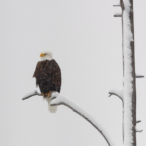  C1100075 Madisonriverbaldeagle2.orf 1100075