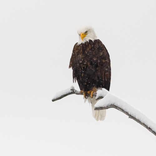  C1100079 Madisonriverbaldeagle3.orf 1100079